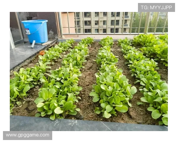 探索白菜网菜园子的种植技巧与美味食谱 探索白菜网菜园子的种植技巧与美味食谱
